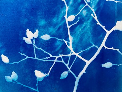 Printing With Trees 15/5/26 Urban Tree Fest