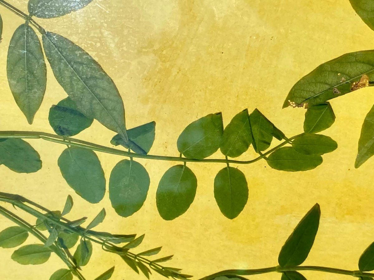 Anthoypes – My Garden&nbsp;Darkroom