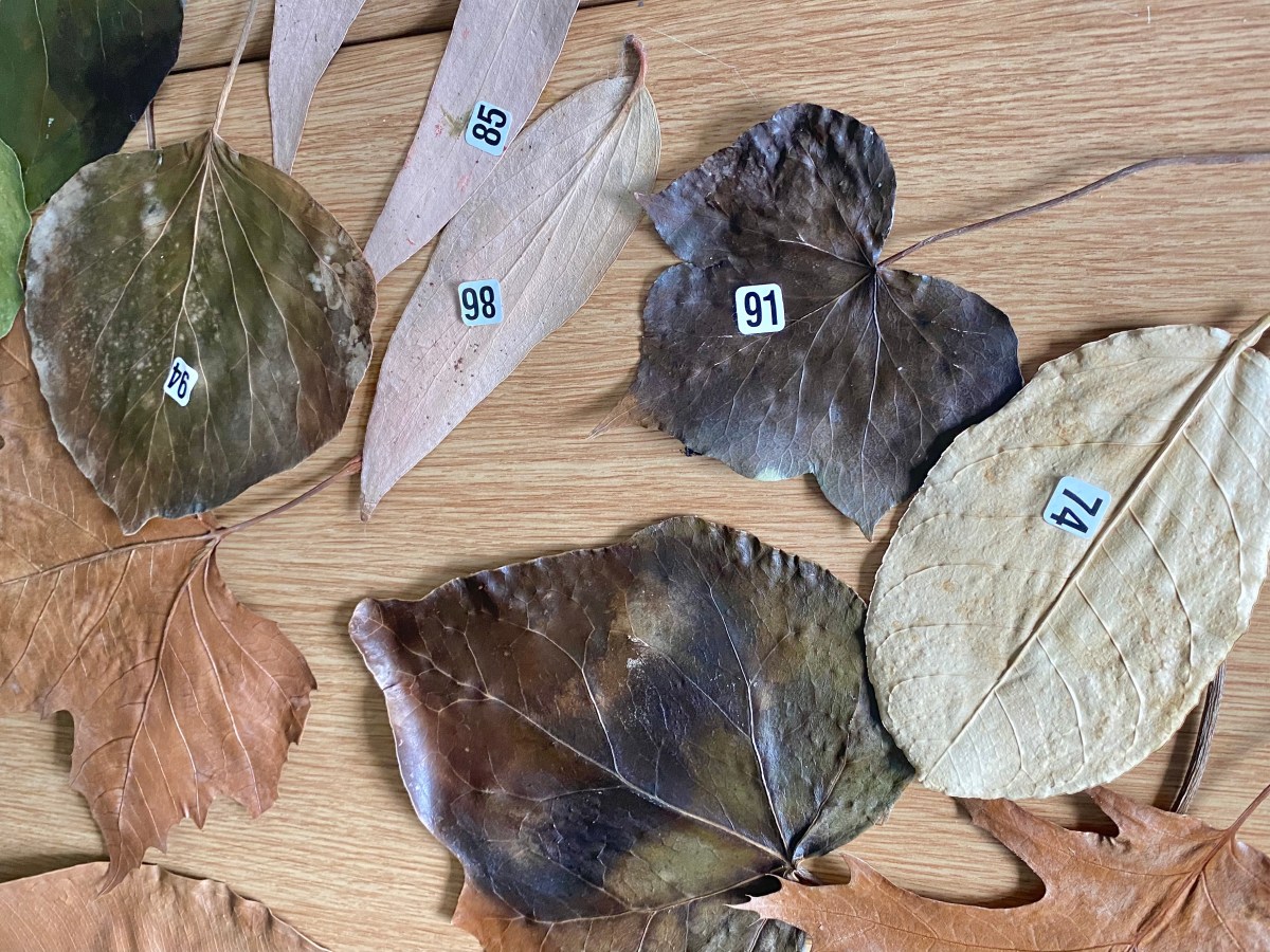 Leaf Science