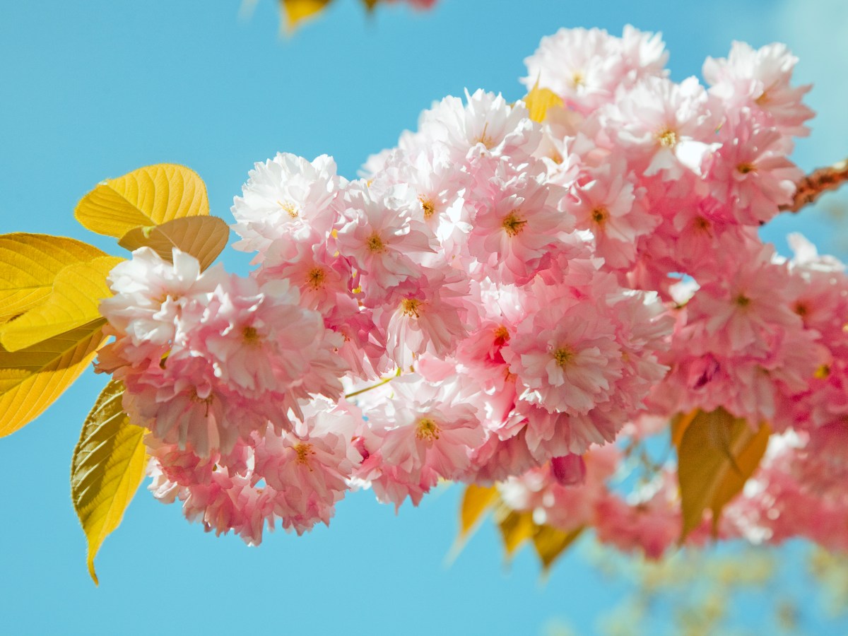 Blossom In the New&nbsp;Normal