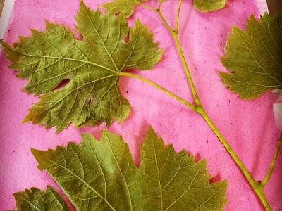 Eco Photo Bexley – Anthotypes&nbsp;18/8/22