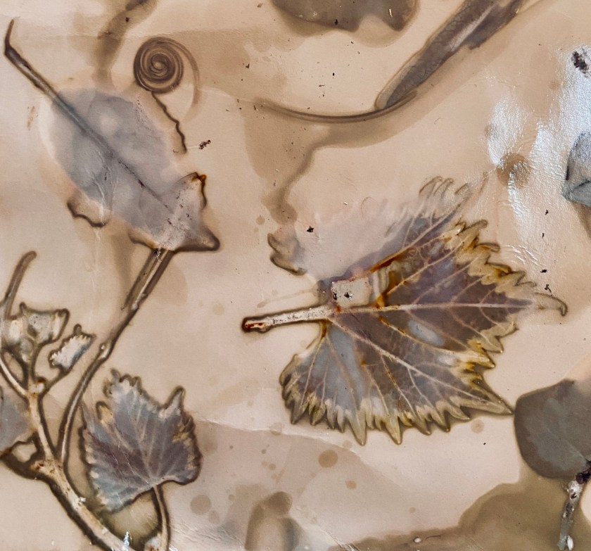 phytogram by Sarah Garrod