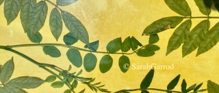 Anthotypes 28/8/26
