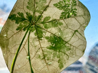 Chlorophyll Prints 19/8/26