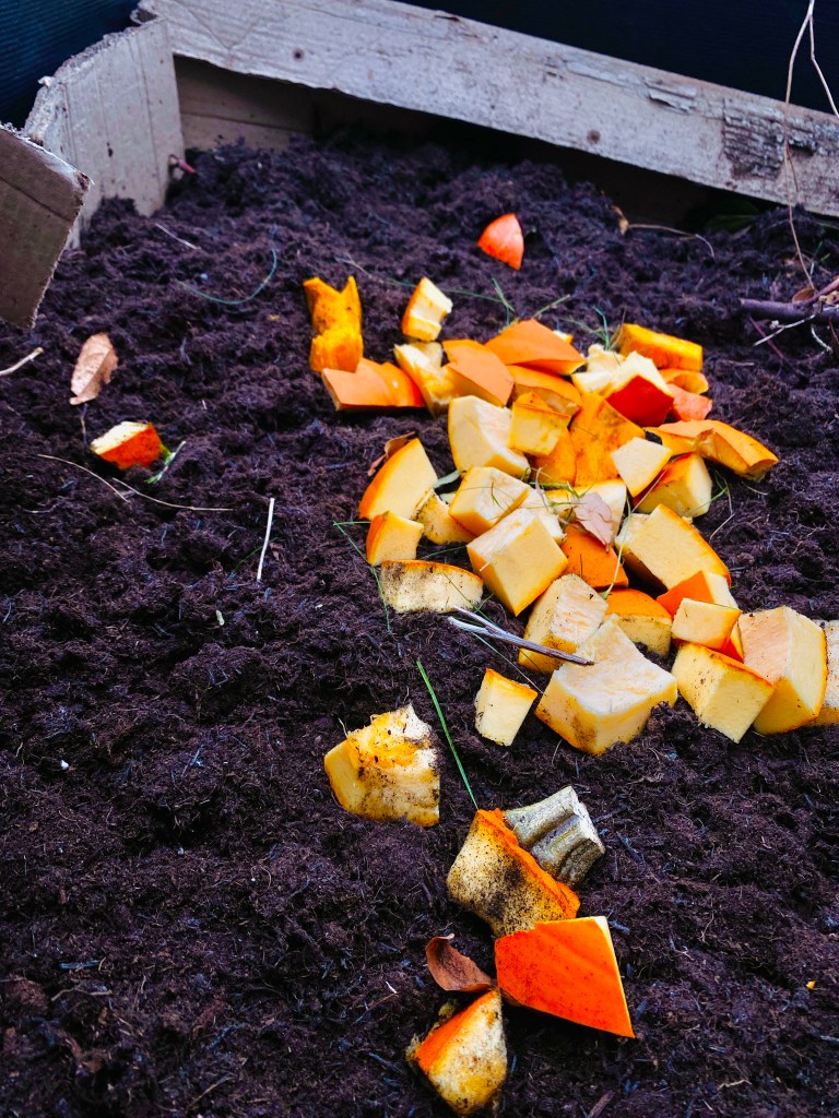 A compost heap containing small pieces of orange pumpkin and dark, rich soil.